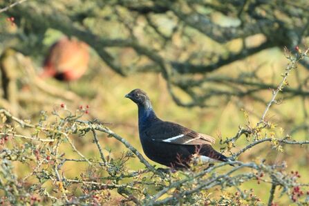 Young black grouse on a tree