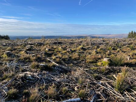 Felled conifer plantation on Rhigos Mtns – with Bannau Brycheiniog NP in background. Jonathan Walker