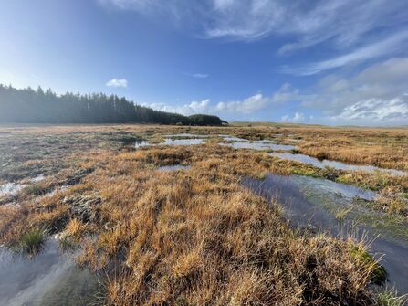 Figyn Blaen Brefi - Bog at the head of the River Brefi