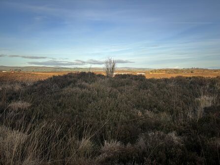 Large hummock covered by heather in a peatland landscape.