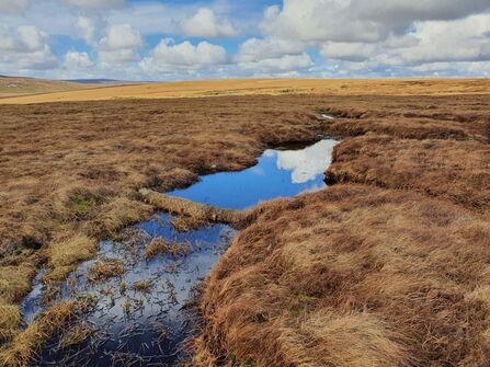 Blanket bog landscape with an area of open water created using a coir log.