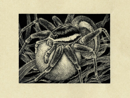 Wood engraving of a female fen raft spider carrying a large egg sac under her body.
