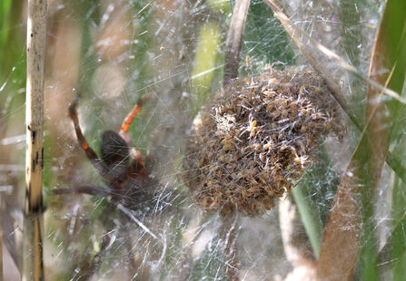 Species showcase: Fen raft spider | IUCN UK Peatland Programme
