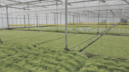 Large glasshouse filled with micropropagated Sphagnum moss.