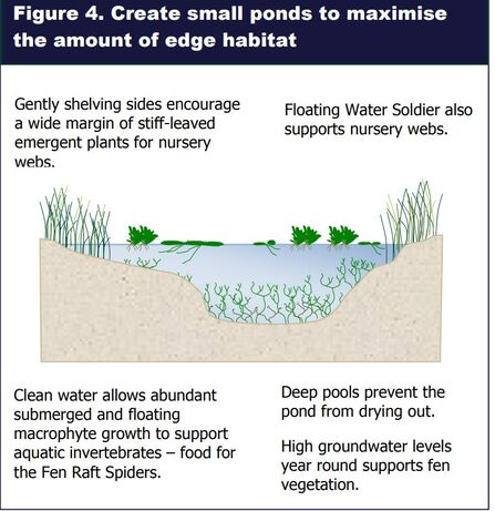 Diagram of a pond with text explaining important features for fen raft spider survival, like gently shelving sides, water soldier, clean water and deep pools.