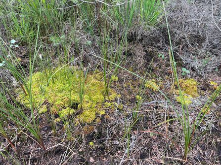 Patch of Sphagnum moss surrounded by stems of cotton grass.