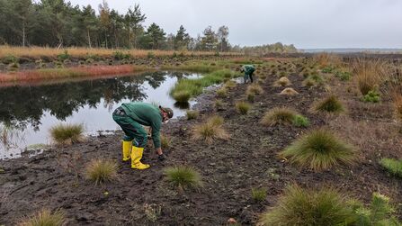 Two people leaning down to plant Sphagnum plug plants on an area of bare peat next to some open water.