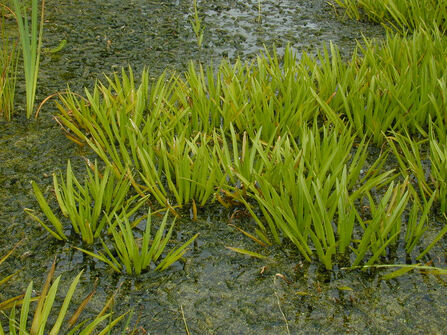 Spiky green rosettes of water solider growing in a wetland.