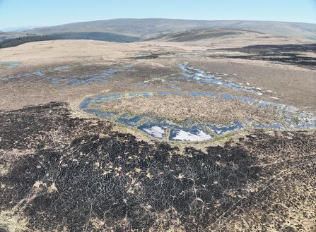 Aerial view of burned area of peatland abutting an area of restoration unaffected by fire.