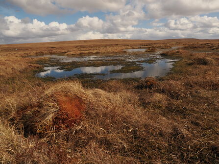 A peatland landscape with a large, vegetated bog pool and a Sphagnum hummock in the foreground.