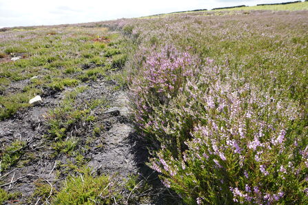 Bank of heather in an area subject to managed burning. The bank is next to a more recently burned area with some bare peat and shorter vegetation.
