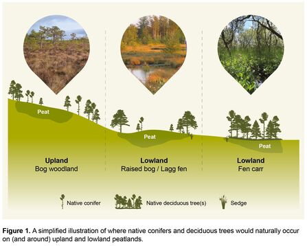 Infographic showing bog woodland with scattered trees, raised bog / lagg fen with trees around the margin and fen carr covered by trees.