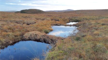 Peat dams holding back water to create rectangular pools of water on a blanket bog.