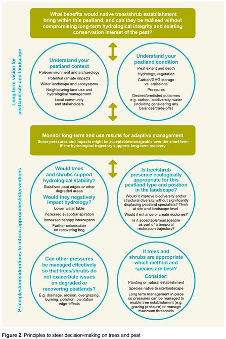 Infographic with principles to steer decision-making on trees and peat.