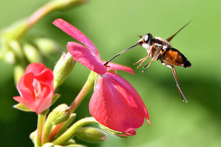 A hovering fly with a long tongue feeding on a pink flower.