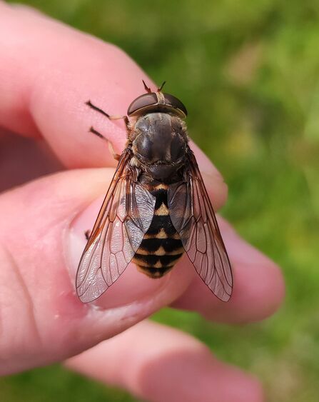 Finger and thumb holding a large striped fly by the legs.