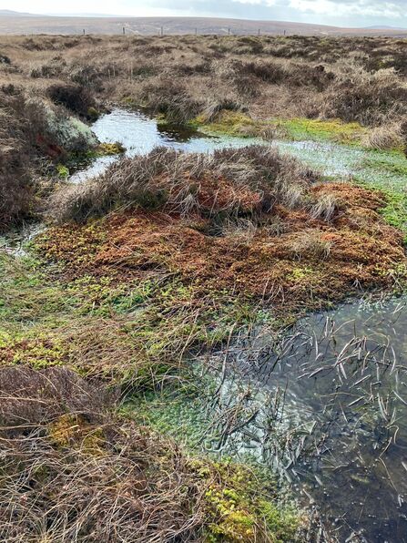 Large Sphagnum hummock surrounded by bog pools.