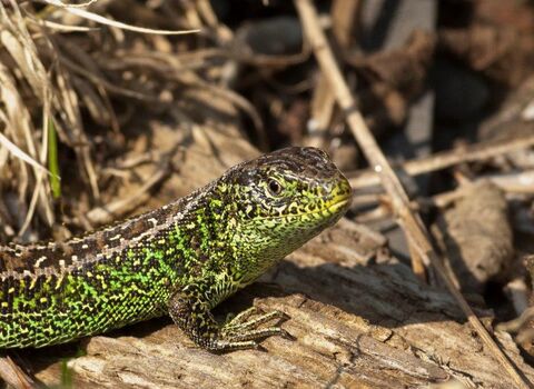 Sand lizard | IUCN UK Peatland Programme