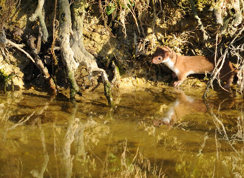 Weasel | IUCN UK Peatland Programme