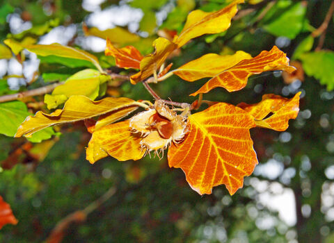 Common beech | IUCN UK Peatland Programme