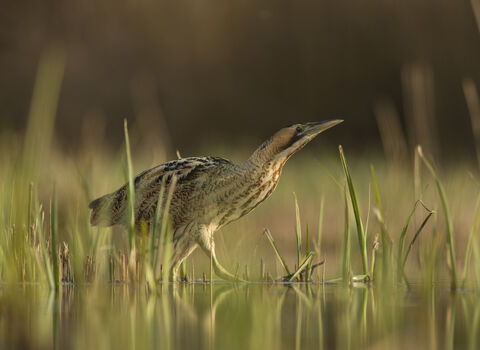 Bittern | IUCN UK Peatland Programme