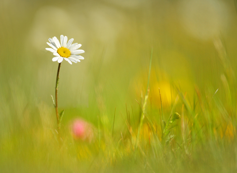 Oxeye Daisy