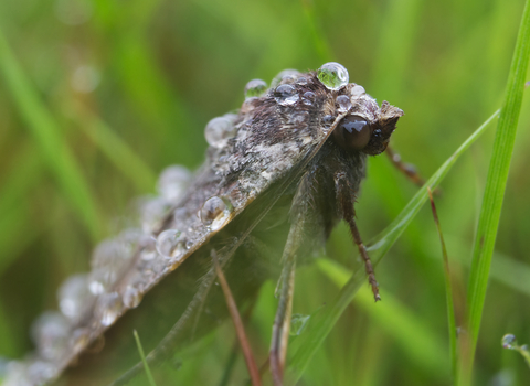 Large Yellow Underwing moth