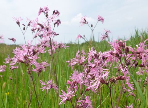 Ragged-robin | IUCN UK Peatland Programme