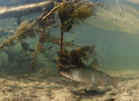 Roach | IUCN UK Peatland Programme