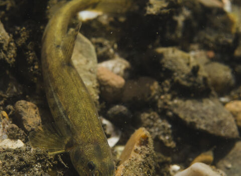 Stone loach | IUCN UK Peatland Programme