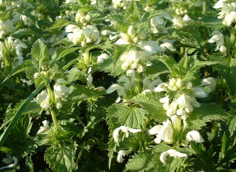 White Dead-nettle