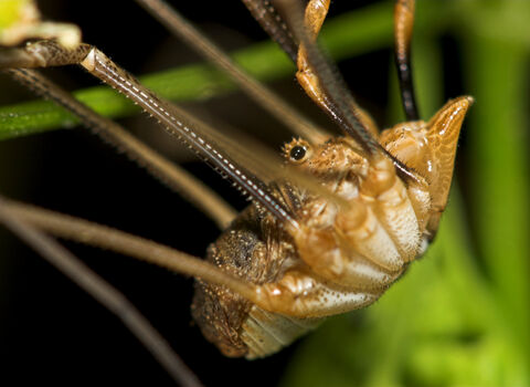 Common harvestman | IUCN UK Peatland Programme