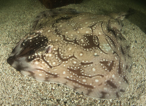 Undulate ray | IUCN UK Peatland Programme