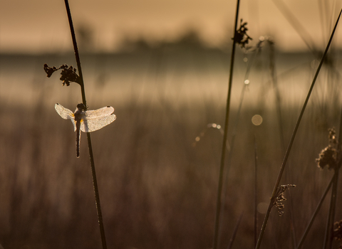 A dragonfly sits on a plant stem with the sunset behind