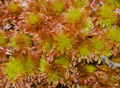 Red and green sphagnum moss