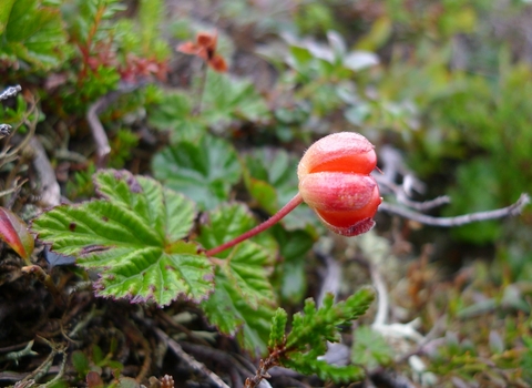 A red berry surrounded by green vegetation