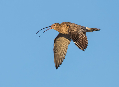 Curlew flying in a blue sky