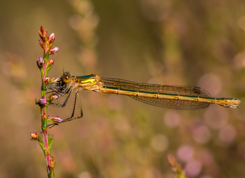 An emerald damselfly perched on a sprig of heather