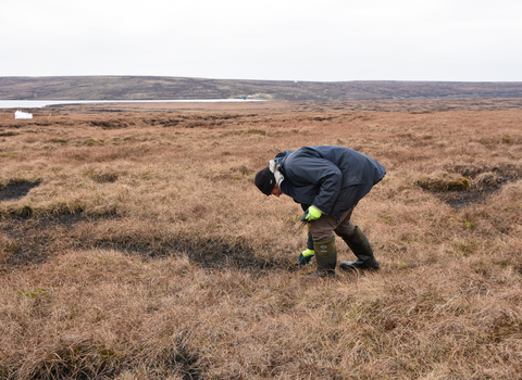 Man planting Sphagnum in a brown peatland habitat