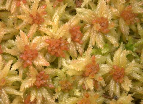Close up of yellow and red blunt-leaved bog-moss