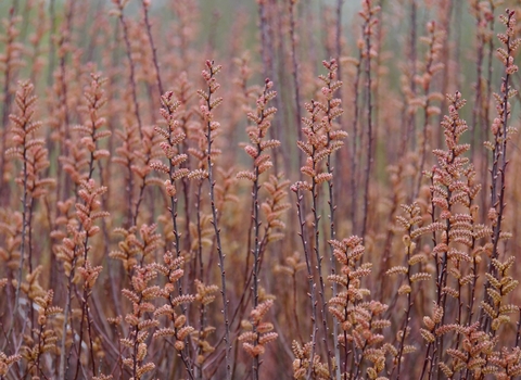 Close up of bog myrtle