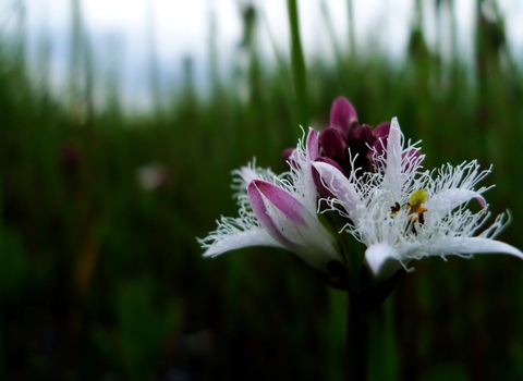 Close up of white bogbean flowers