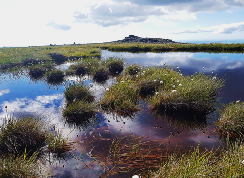 Carneddau bog pools