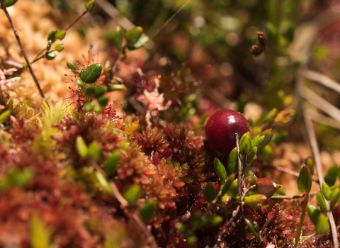 Close up of a bog cranberry fruit surrounded by other vegetation