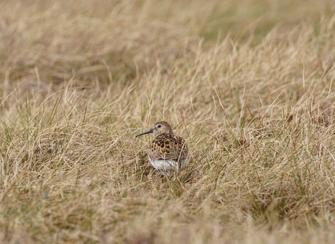A small brown dunlin sat in the middle of grass on a bog