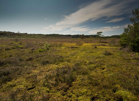 A landscape view of Dersingham Bog with trees to one side and a blue sky above