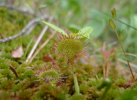 Sundew plant amonst green vegetation