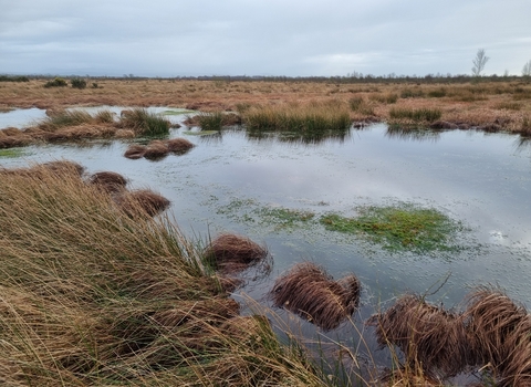 A peatland landscape with bog pools