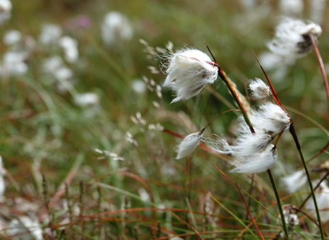A close up of common cottongrass seed heads