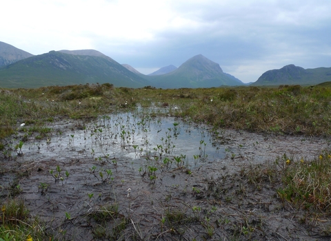 A bog pool sits in the foreground with mountains behind
